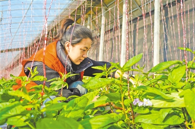 馬嘉欣通過實地調研，了解村民在農業(yè)生產中遇到的困難和問題，并積極尋求解決方案。